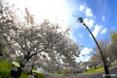 汐入大島桜＆江戸彼岸