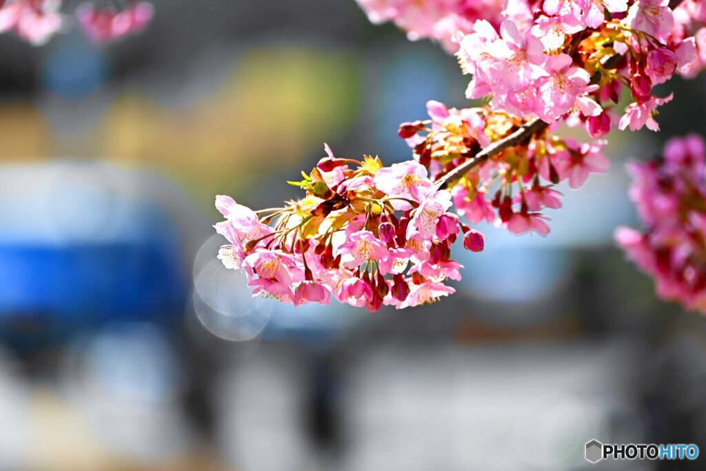 汐入河津桜～ⅻ