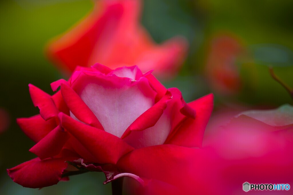 春薔薇の旧古河庭園～ⅱ