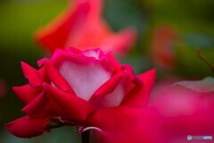 春薔薇の旧古河庭園～ⅱ