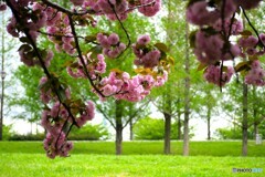 メタセコイアと桜