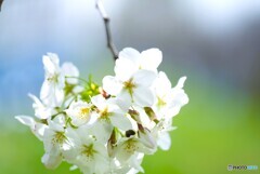汐入大島桜～ⅴ