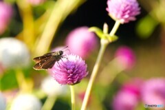 秋への入口～ⅳ