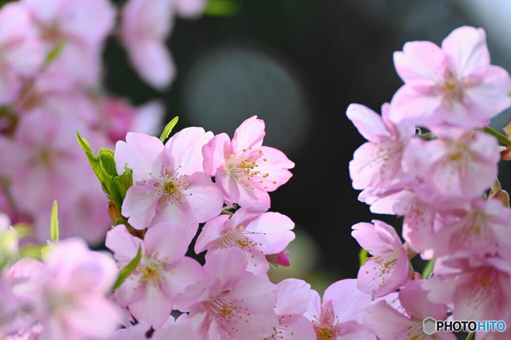 如月の桜～ⅸ