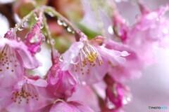 雫河津桜