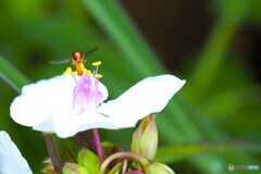 露草とアブ