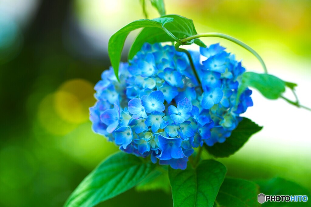 時節の華～Ⅳ