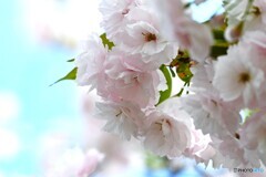 卯月の桜～xxii