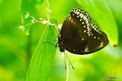 晩夏の生物園～⑭
