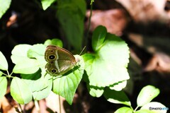 蝶の里公園～ⅷ