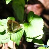 蝶の里公園～ⅷ