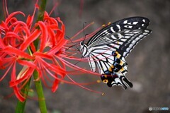 終焉の紅白に舞う