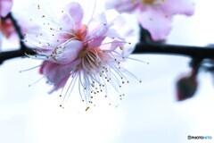 うめのはな
