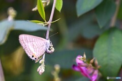 百花園へ行く前に～ⅳ