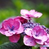 堀切菖蒲園２０２５～ⅻ
