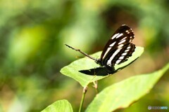 蝶の里公園～xv