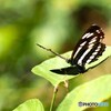 蝶の里公園～xv