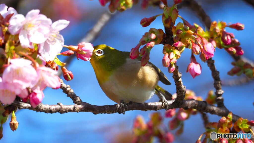 桜・サクジロー～ⅴ