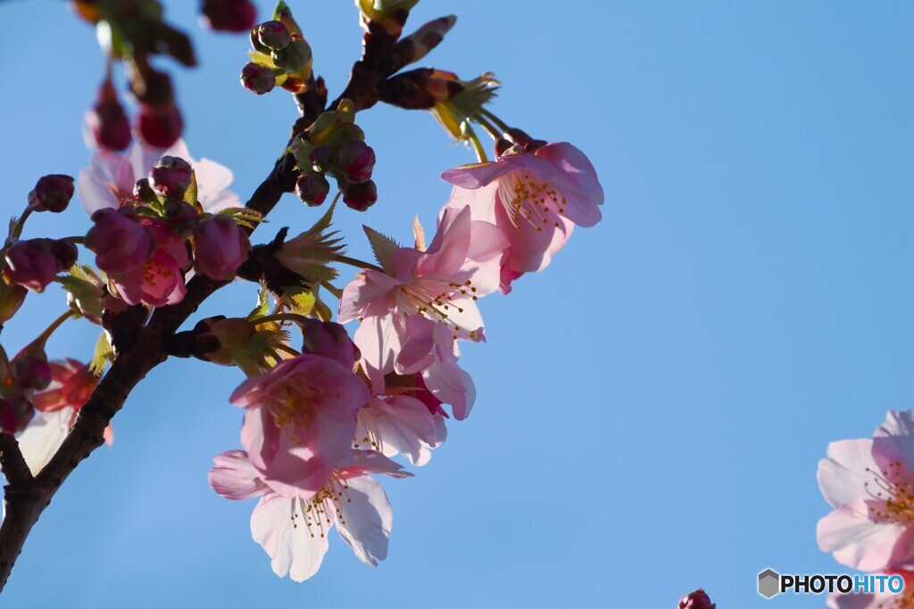 ２０２６桜咲く～ⅱ