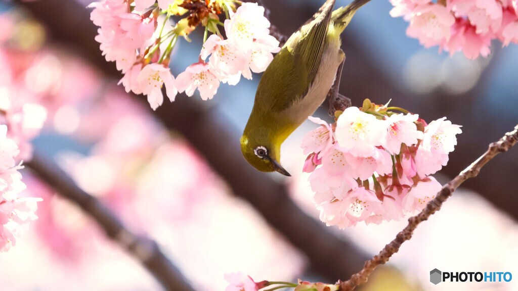 汐入大寒桜～xvi