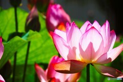 堀之内、大賀蓮の季節～ⅴ