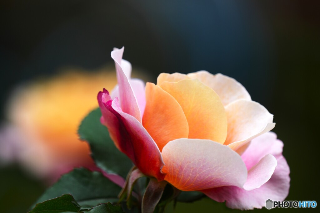 春薔薇の旧古河庭園～ⅰ