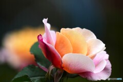 春薔薇の旧古河庭園～ⅰ