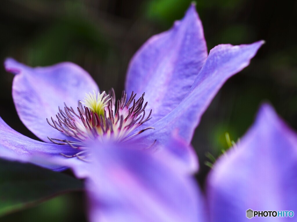 皐月のベランダ花～Ⅸ