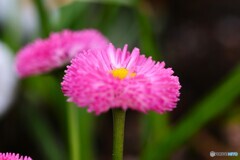 早春の花達～ⅴ