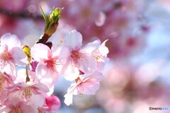 新芽が出て来た。