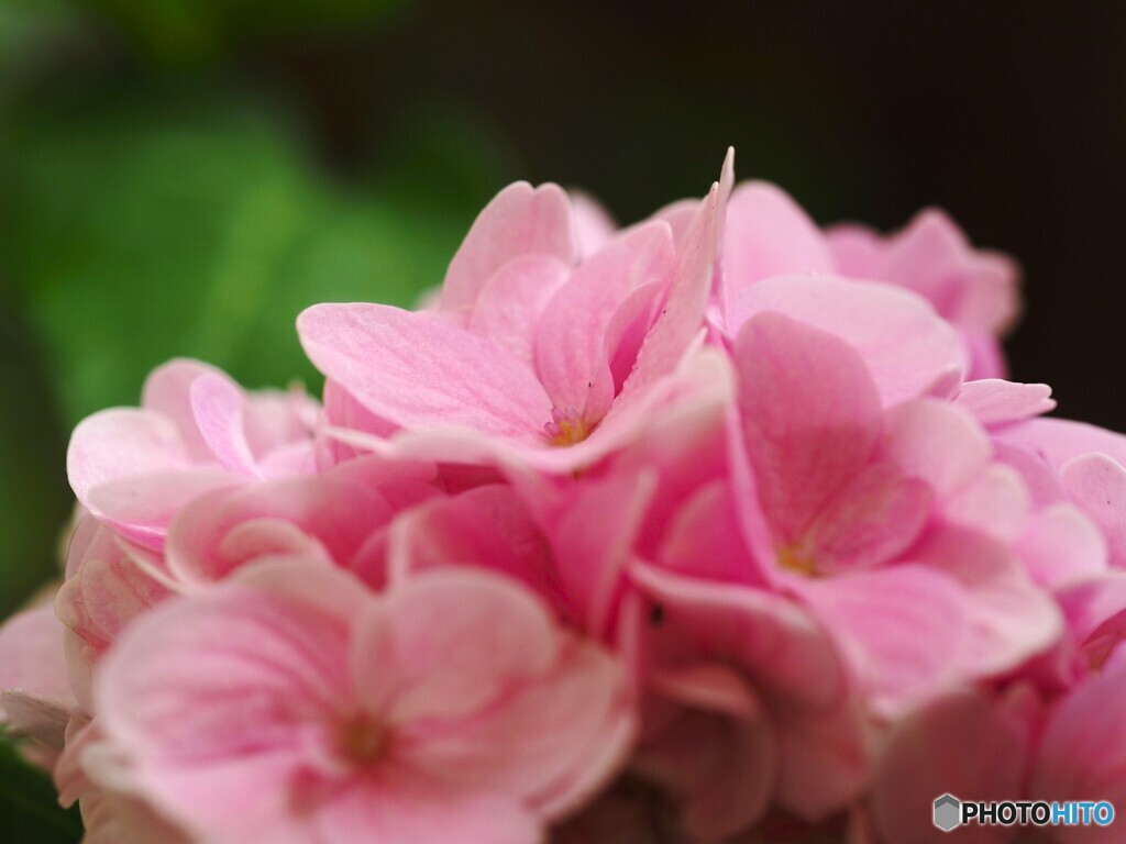 皐月のベランダ花～Ⅷ