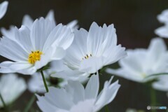 アンデルセン公園～ⅹ