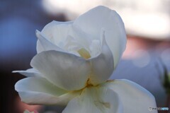 冬の白い薔薇