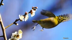 昨日のウメジロー達～ⅲ