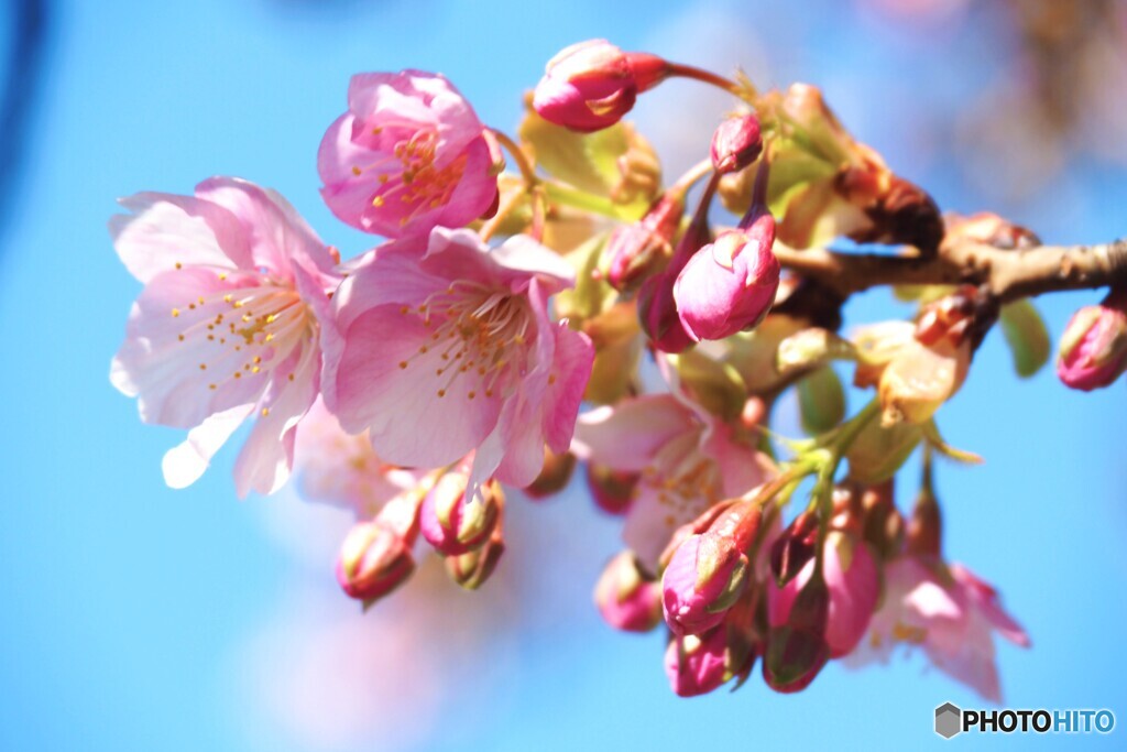 汐入河津桜～ⅲ