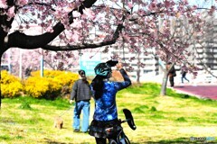 満開の汐入大寒桜～ⅳ