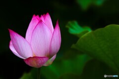 堀之内公園の大賀蓮～ⅶ