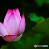 堀之内公園の大賀蓮～ⅶ