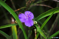 露草に侵入者 露草に侵入者