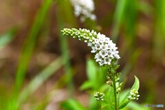 向島百花園～ⅸ