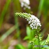 向島百花園～ⅸ