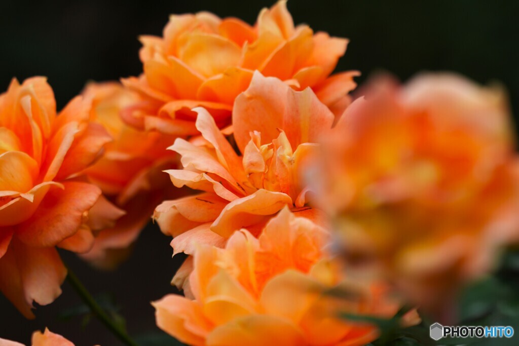 旧古河庭園の秋薔薇