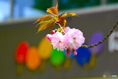 虹色に桜