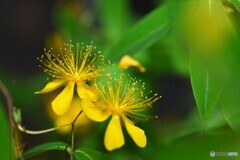 向島百花園～ⅳ