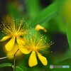 向島百花園～ⅳ