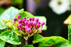 ベランダ華～④