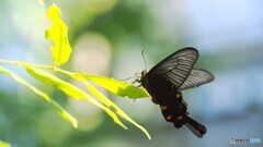 冬の生物園２０２５～ⅷ