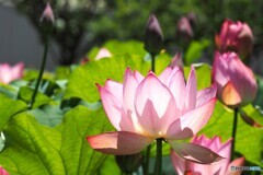 堀之内、大賀蓮の季節～ⅲ