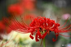 満開、彼岸花～ⅴ