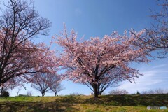 満開の汐入大寒桜